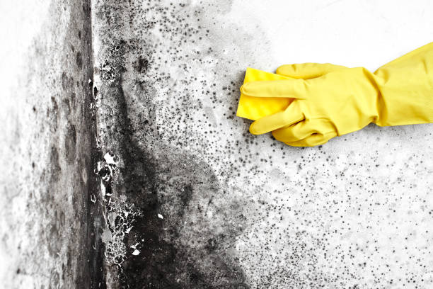 Mold Odor Removal Services in East Griffin, GA